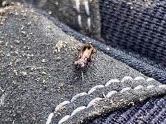 Notiophilus sylvaticus