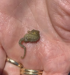 Hippocampus zosterae