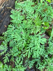 Dicentra formosa formosa