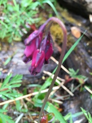 Dicentra formosa formosa