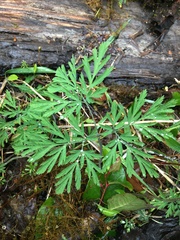 Dicentra formosa formosa