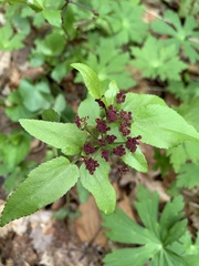 Thaspium trifoliatum trifoliatum