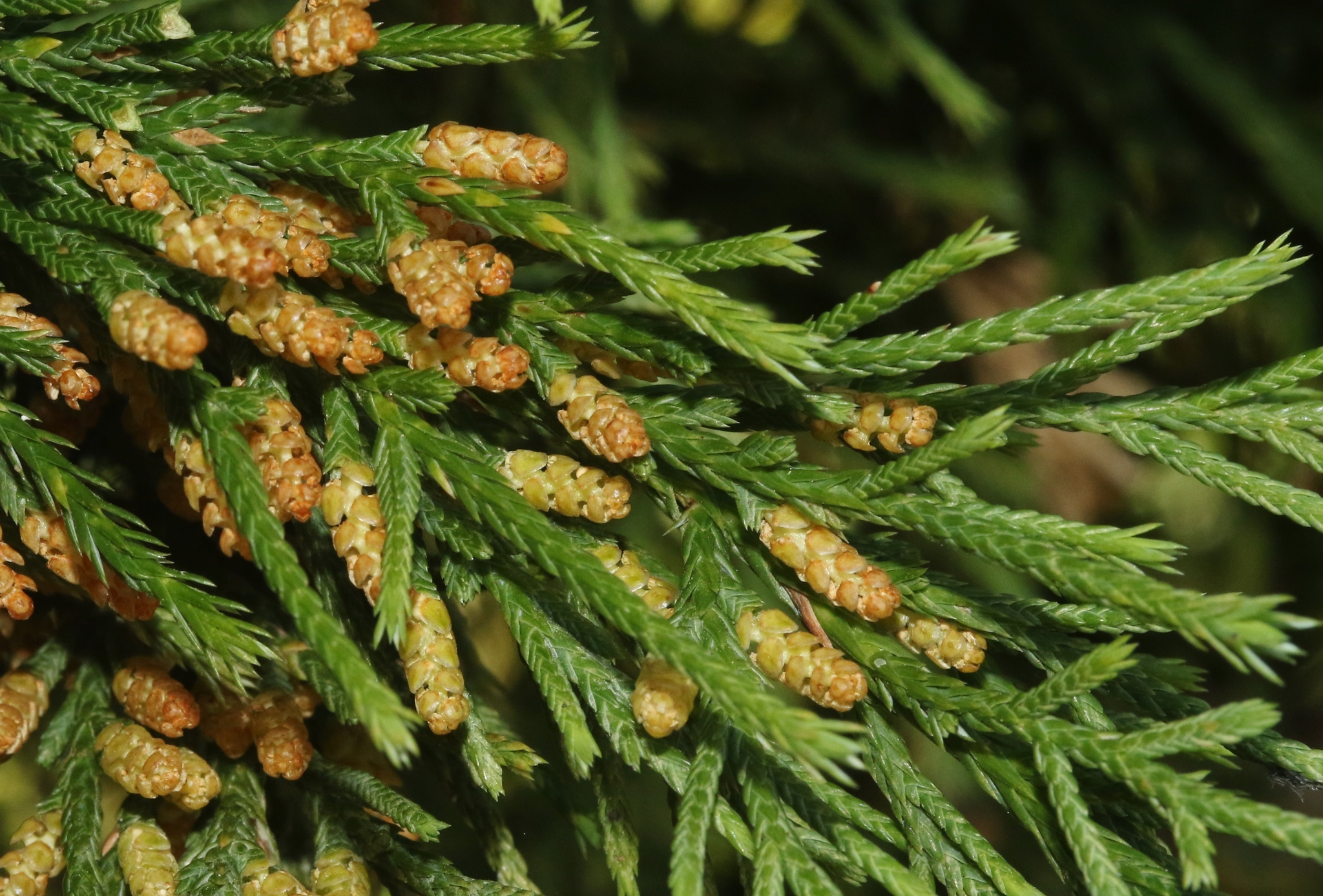 Hybrid Juniperus bermudiana × virginiana · iNaturalist