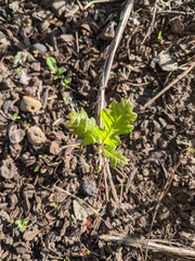 Toxicodendron diversilobum