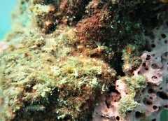 Helcogramma decurrens