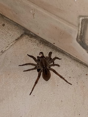 Lycosa erythrognatha