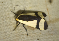 Pryteria alboatra