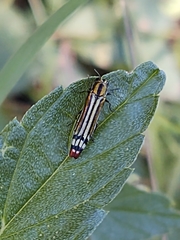 Agrilus catherinae