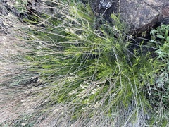 Acamptopappus sphaerocephalus