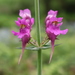 Three Birds Toadflax - Photo (c) Vicente Miguel, some rights reserved (CC BY), uploaded by Vicente Miguel