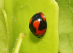 Exochomus jamaicensis