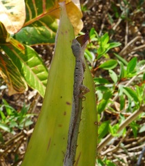 Anolis stratulus