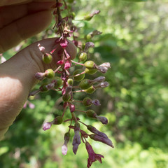Ribes sanguineum glutinosum