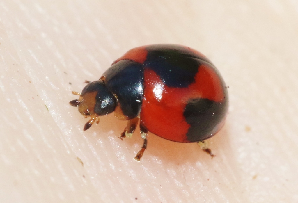 Jamaican shield ladybeetle