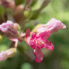 Ribes sanguineum glutinosum