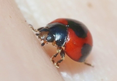 Exochomus jamaicensis