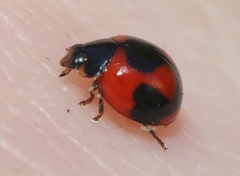 Exochomus jamaicensis