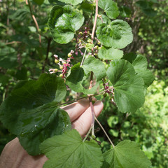 Ribes sanguineum glutinosum