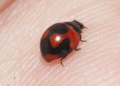 Exochomus jamaicensis