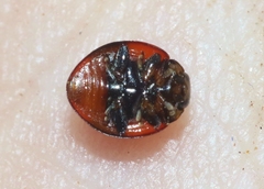 Exochomus jamaicensis