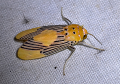 Lepidokirbyia venigera