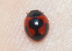 Exochomus jamaicensis