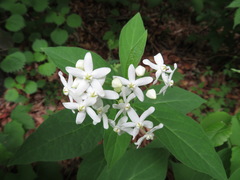 Vincetoxicum ascyrifolium