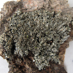 Phaeophyscia hirtella