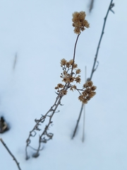 Achillea millefolium borealis