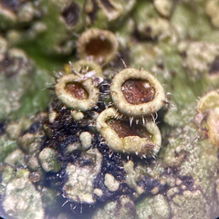 Phaeophyscia hirtella