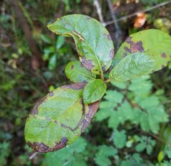Leucoptera guettardella