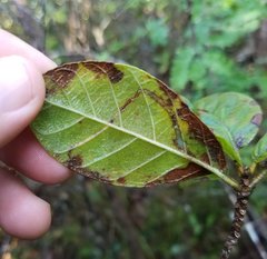 Leucoptera guettardella