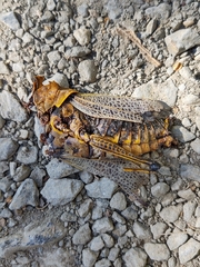 Taeniopoda tamaulipensis