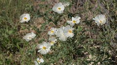 Argemone aurantiaca