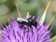 Cephalosmia