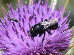Cephalosmia