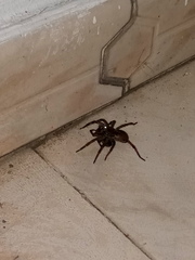 Lycosa erythrognatha