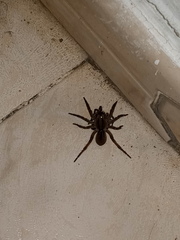 Lycosa erythrognatha