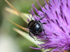 Cephalosmia