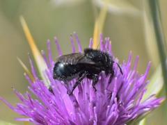 Cephalosmia