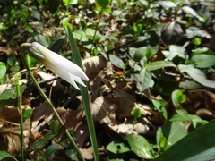 Erythronium albidum