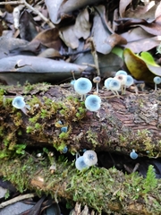 Mycena cyanocephala