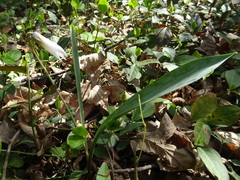 Erythronium albidum