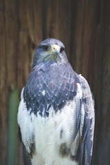 Geranoaetus