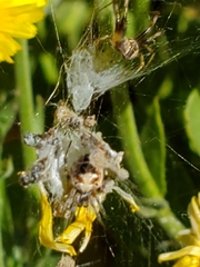 Araneinae