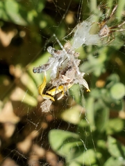 Araneinae