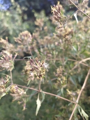 Austrobrickellia patens