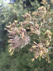 Austrobrickellia patens