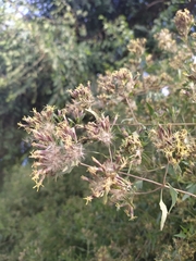 Austrobrickellia patens