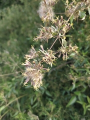 Austrobrickellia patens